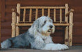 Bearded Collie  Counted Cross Stitch Pattern