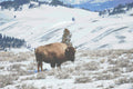Bison Counted Cross Stitch Pattern, Download Printable