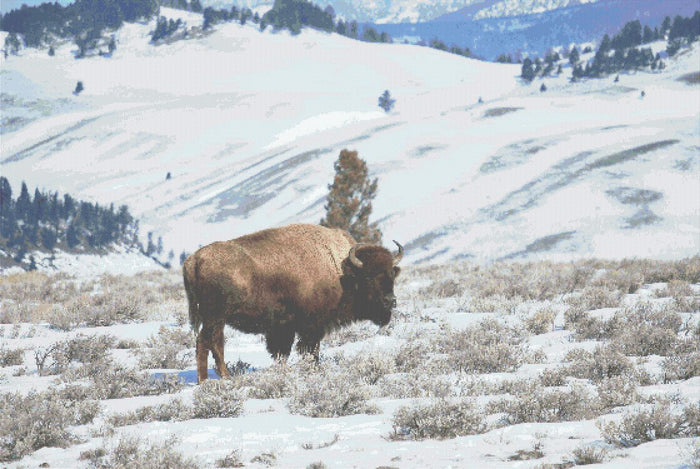 Bison Counted Cross Stitch Pattern, Download Printable