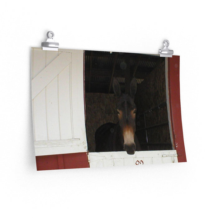 Brown Mule in Barn Poster Print Western Wall Art Home Decor