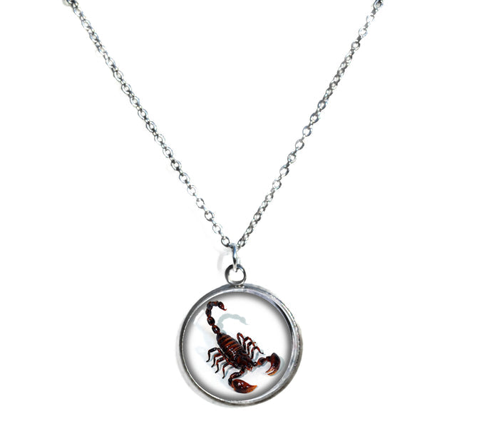 Scorpion Pendant Necklace on a Chain 18-inches Silvertone Women Teens