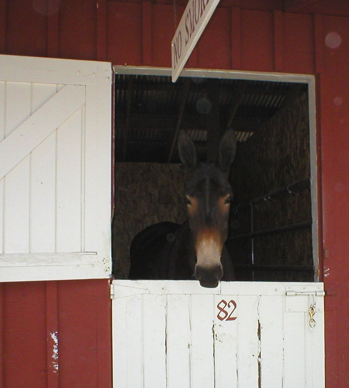 Mule Days Barn Non-Slip Mouse Pads Home Office Décor